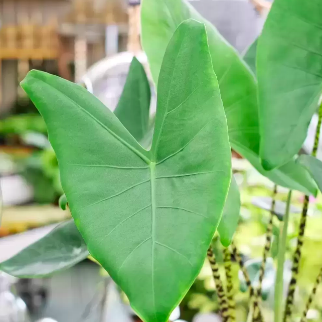 Алоказия Зебрина (Alocasia Zebrina) D21см