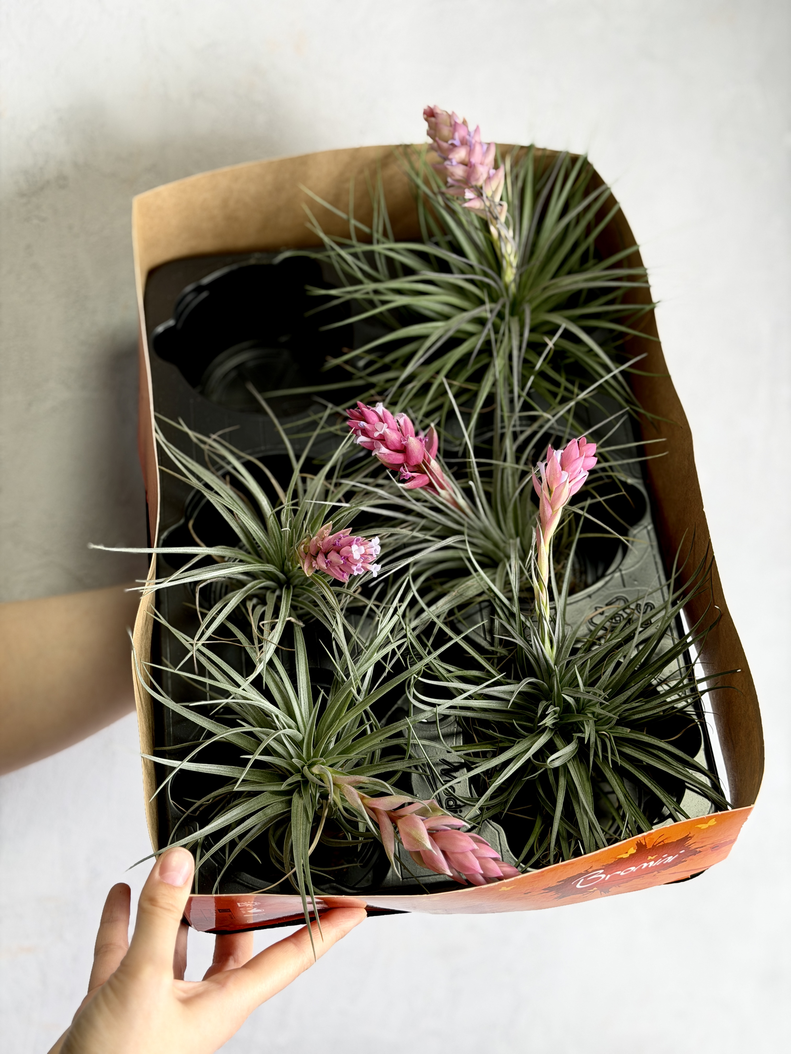 Тилландсия Хьюстон XL (Tillandsia Houston XL)
