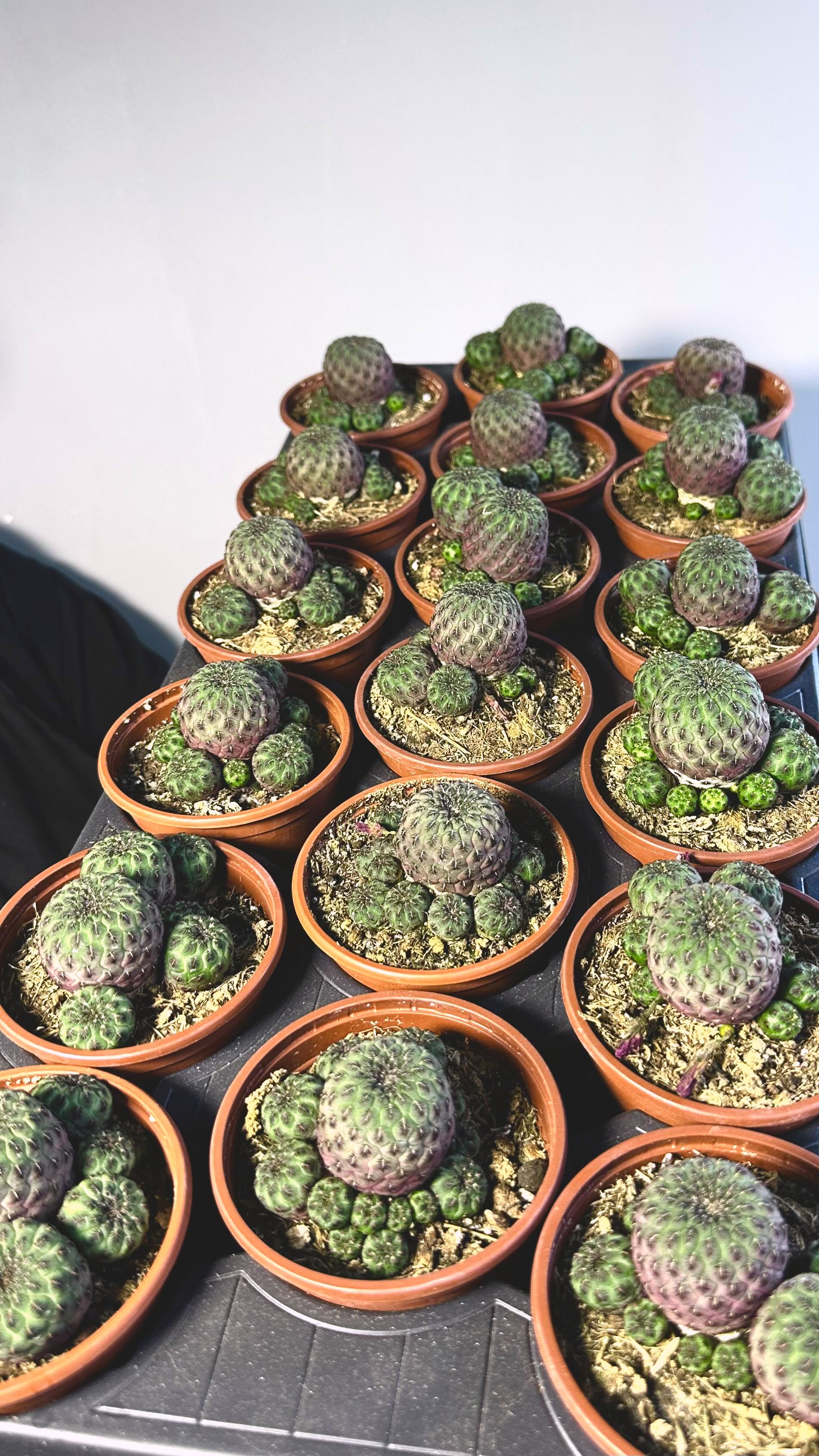 Сулькоребуция Рауша Фиолетовая (Sulcorebutia Rauschii Violet) D8,5см