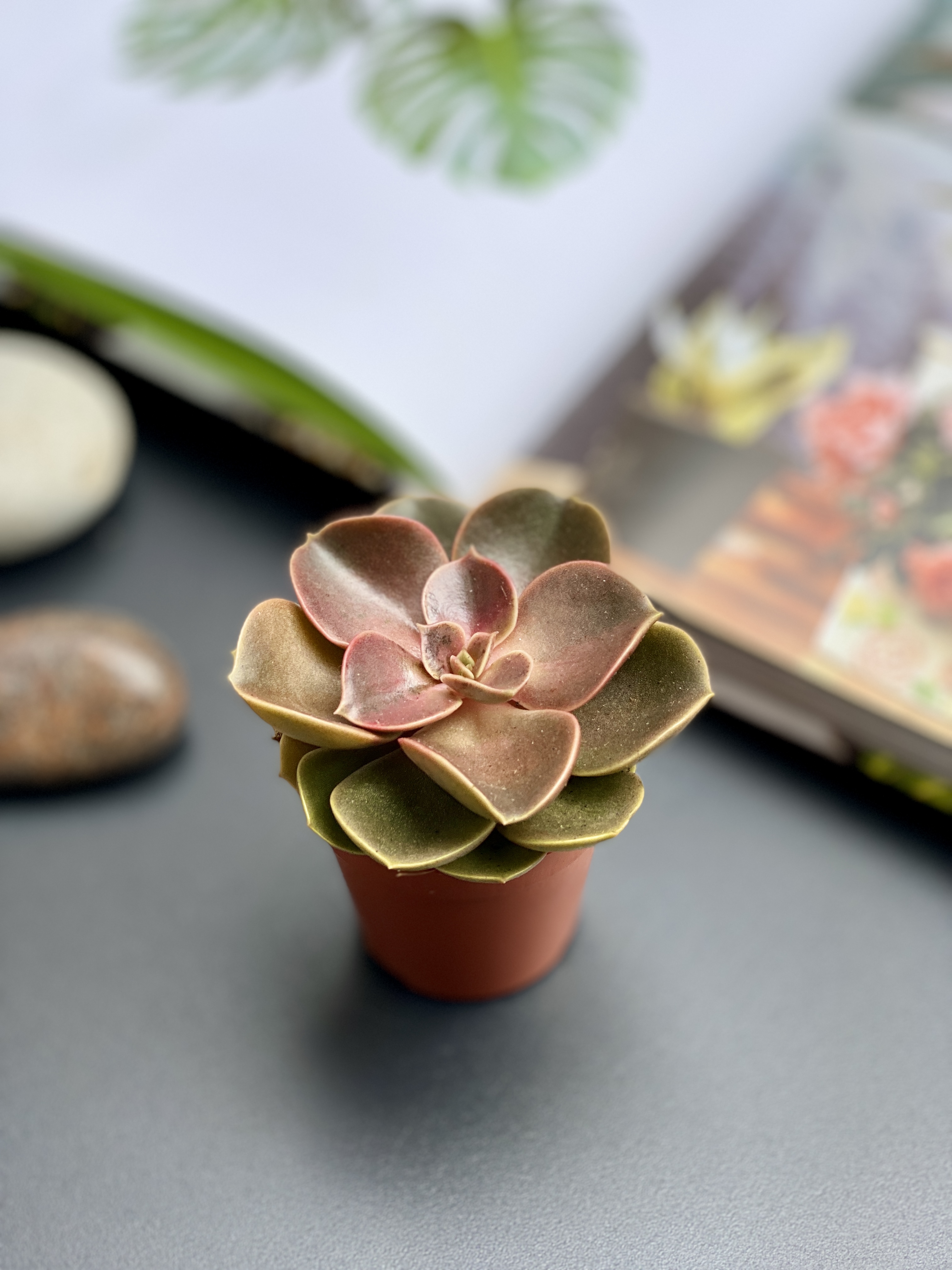 Эхеверия Мэджик Ред (Echeveria Magic Red) D5см