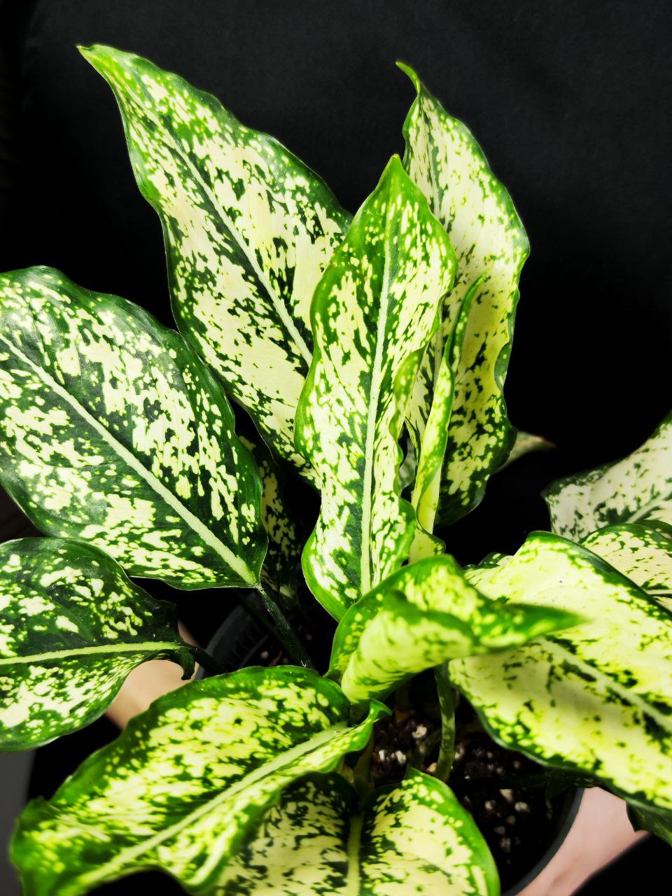 Аглаонема Спринг Сноу (Aglaonema Spring Snow) D12см