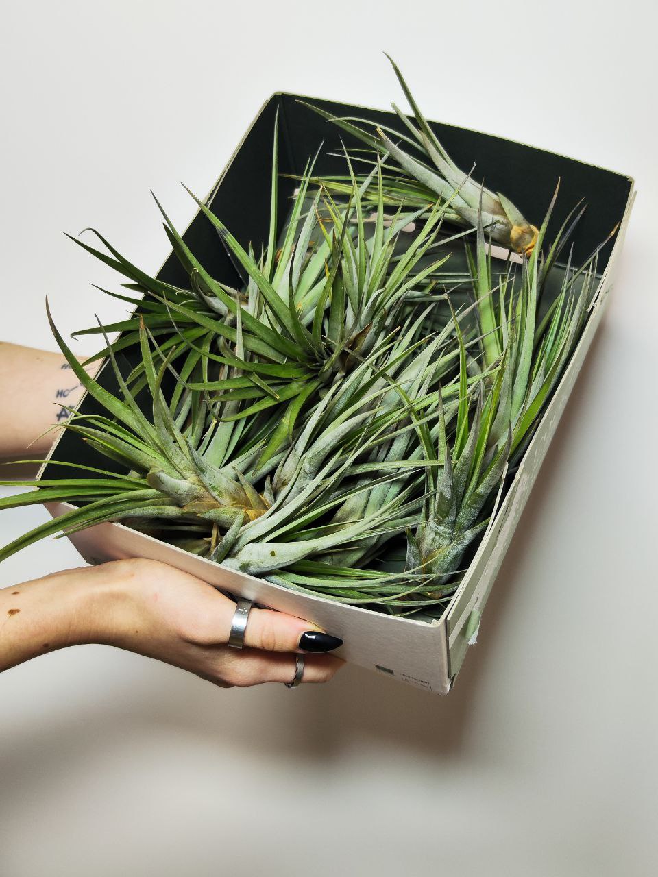 Тилландсия Фасцикулята (Tillandsia Fasciculata)