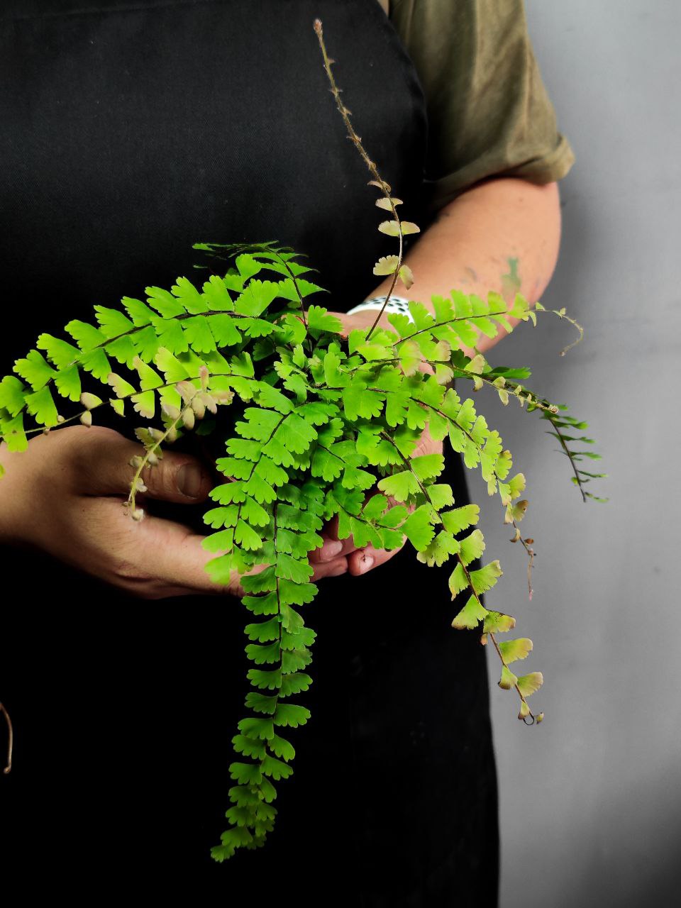 Папоротник Адиантум Хвостатый (Adiantum Caudatum) D8,5см