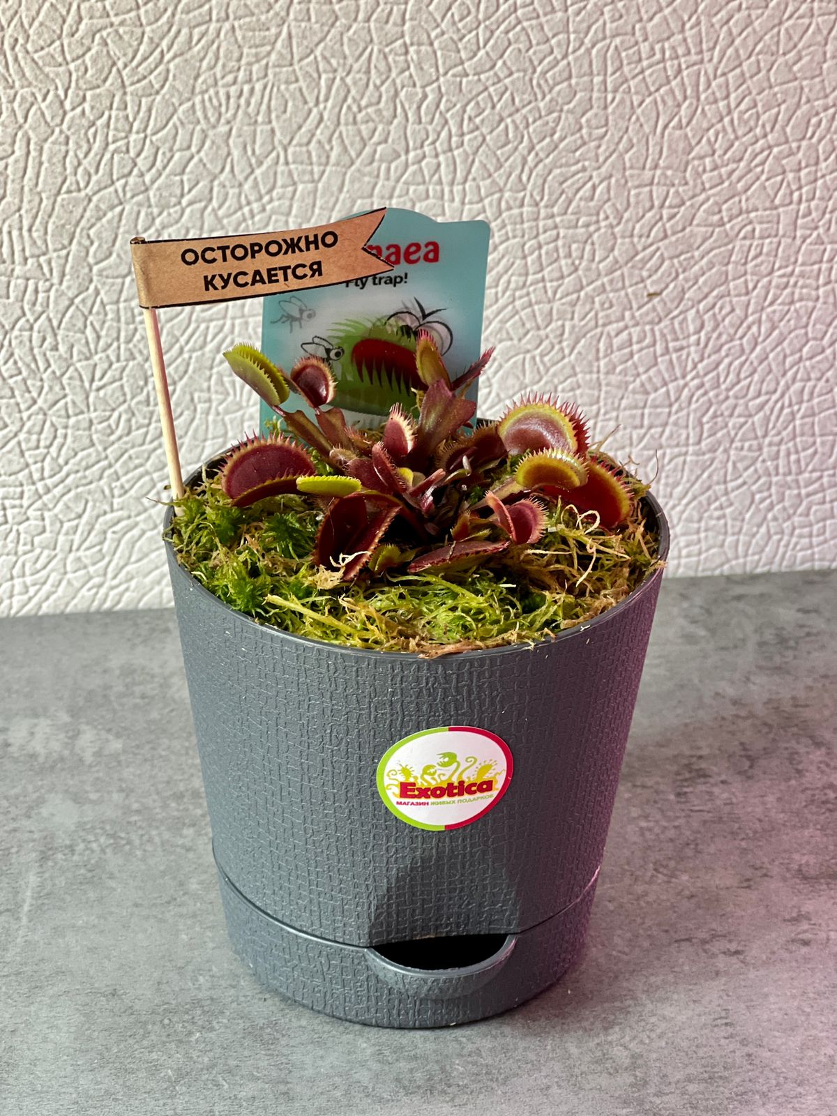 Венерина Мухоловка Красный Дракон (Dionaea Muscipula Red Dragon) D12см