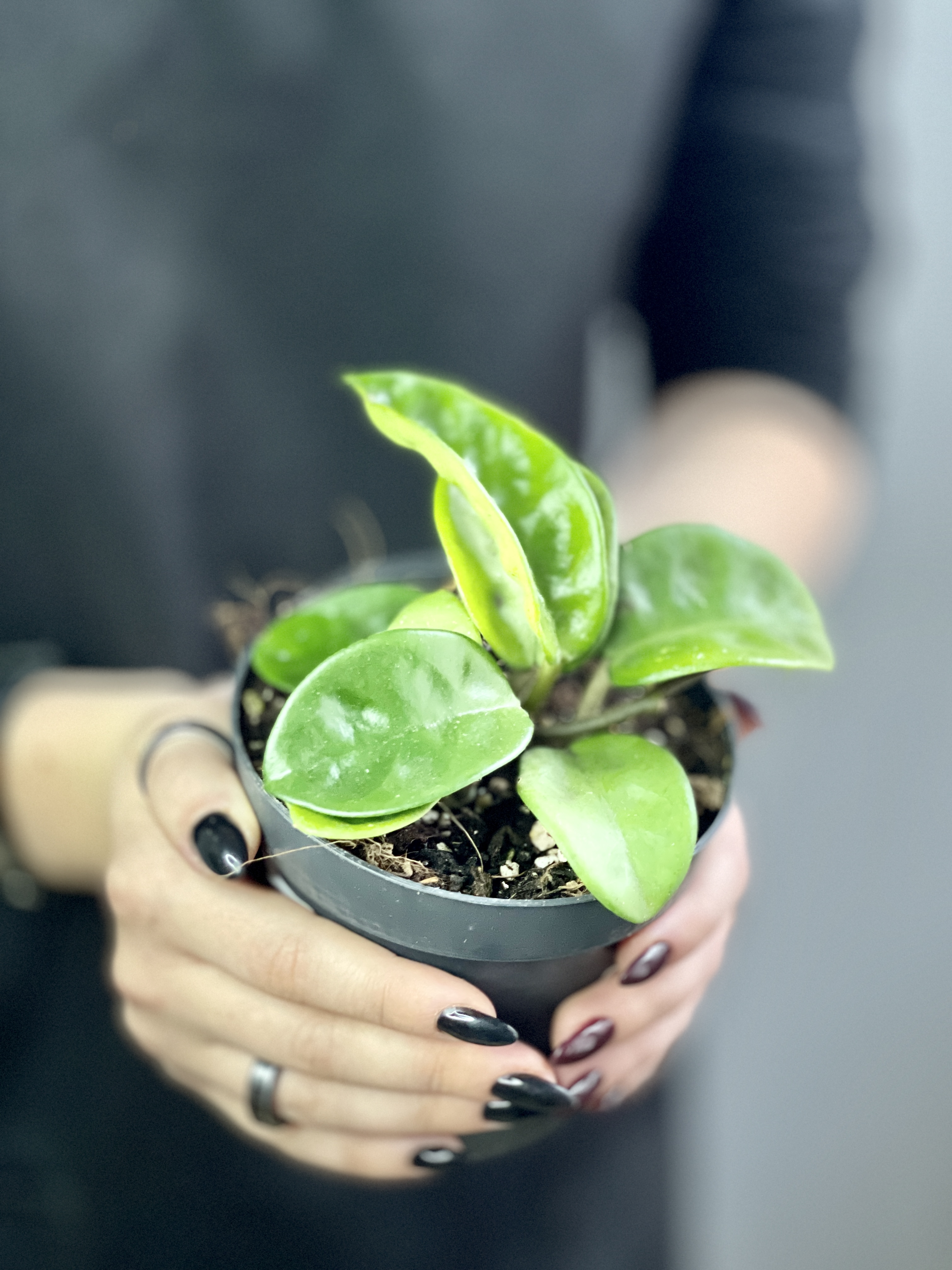 Хойя Карноза Кринкл 8 (Hoya Carnosa Krinkle 8) D10см