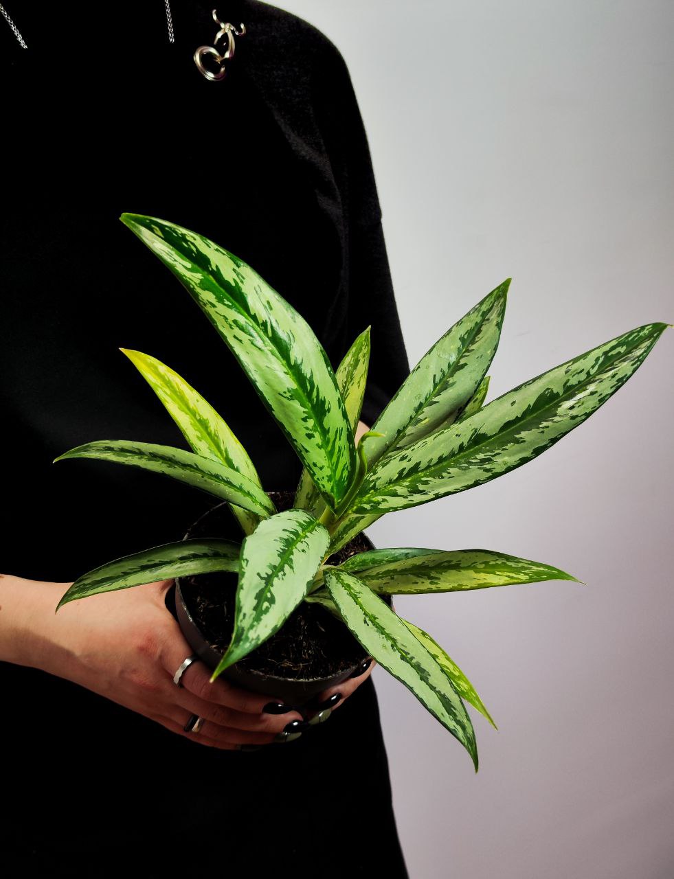 Аглаонема Кутласс (Aglaonema Cutlass) D12см
