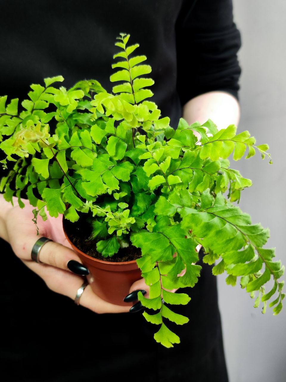 Адиантум Бронз Венус (Adiantum Bronze Venus) D8,5см