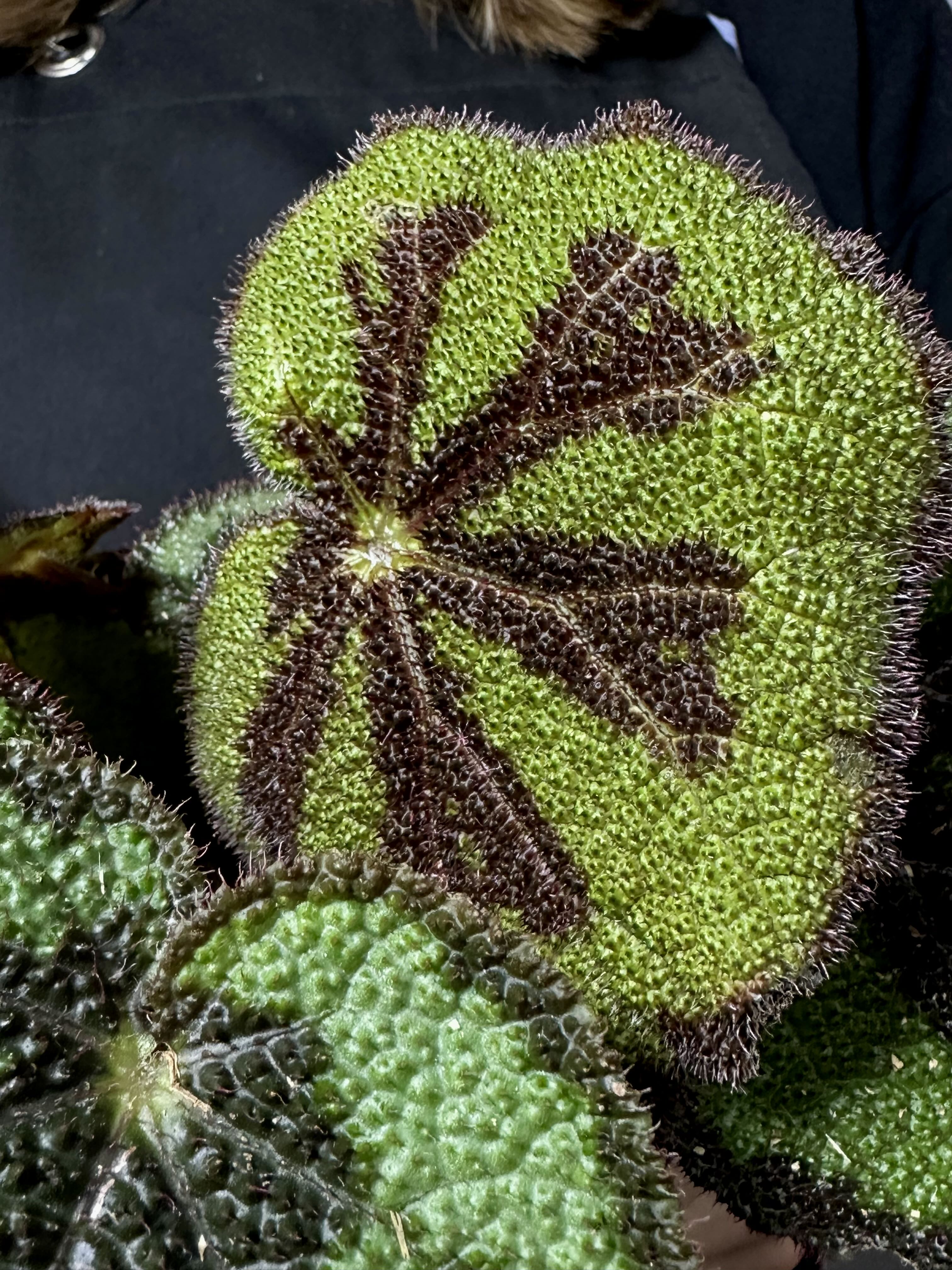 Бегония Мэсона (Begonia Masoniana) D12см