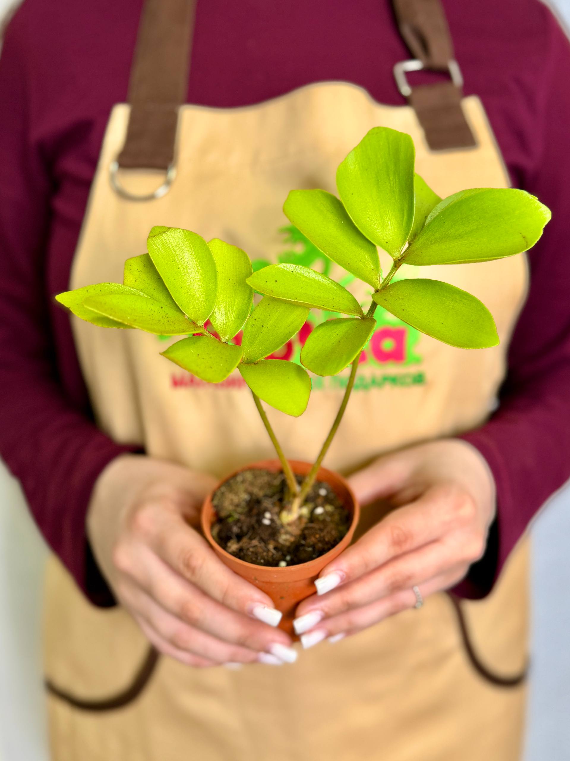 Замия Фурфурацея (Zamia Furfuracea) D6см