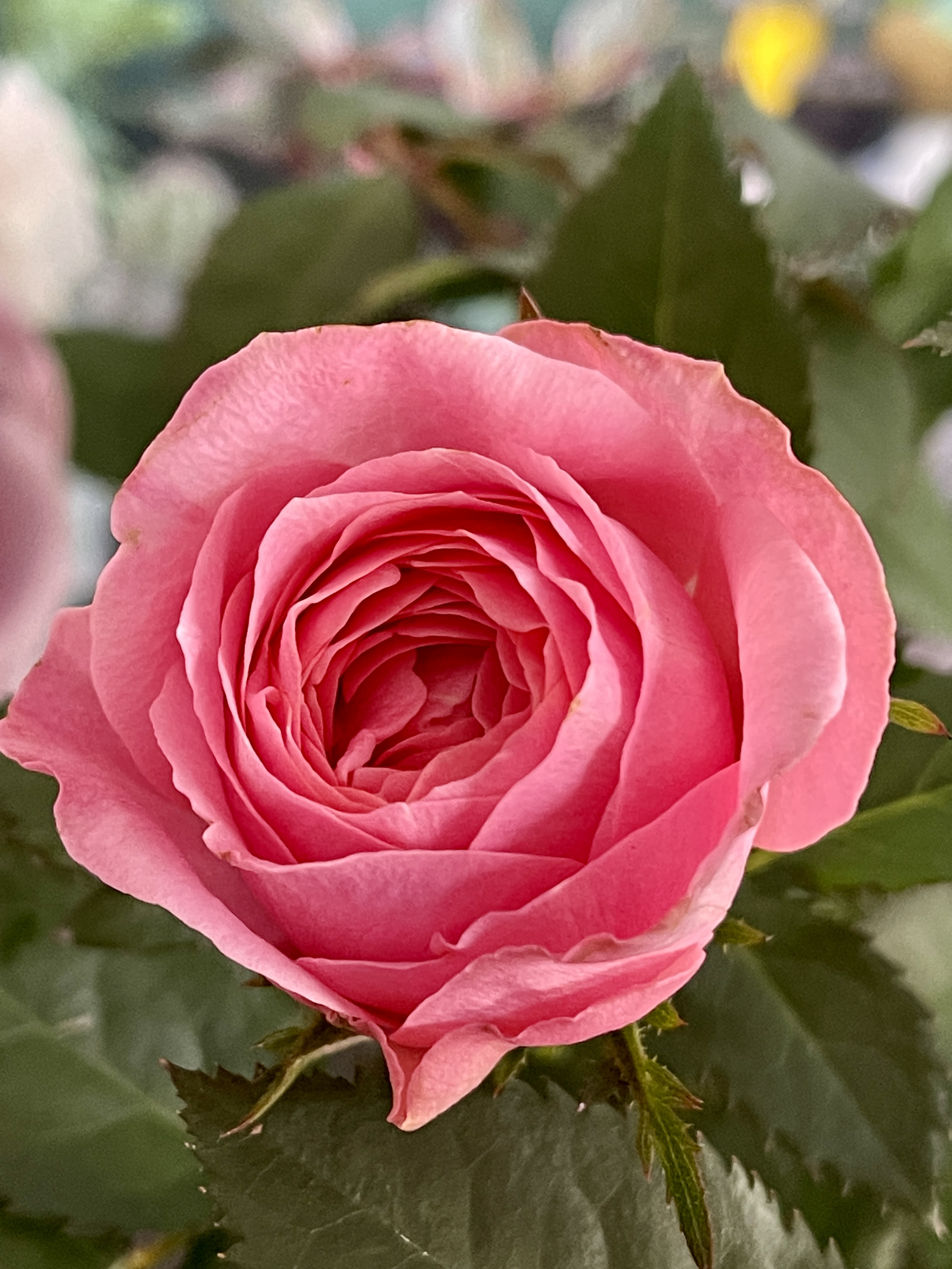 Роза розовая комнатная (Rose Pink) D9см