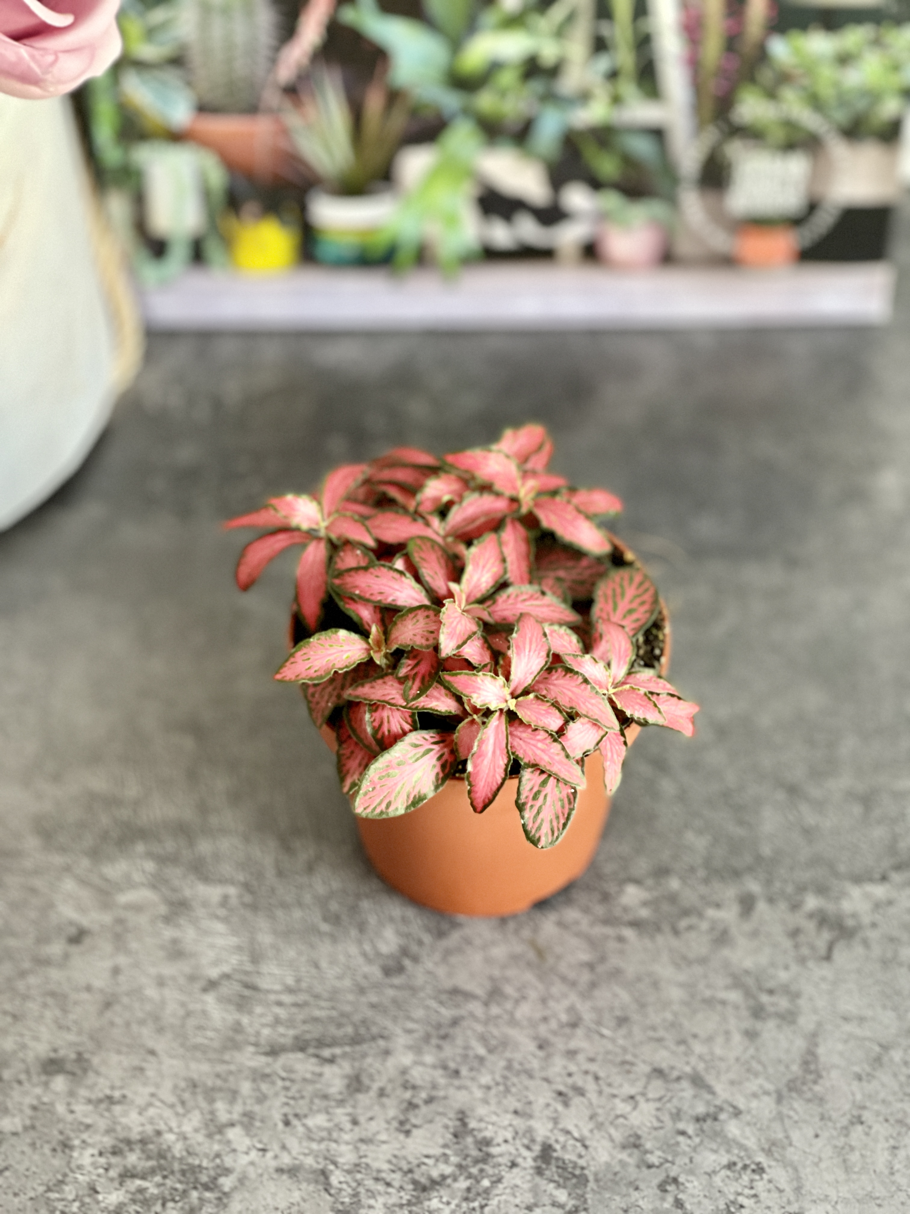 Фиттония Форест Флейм (Fittonia Forest Flame) D8,5см