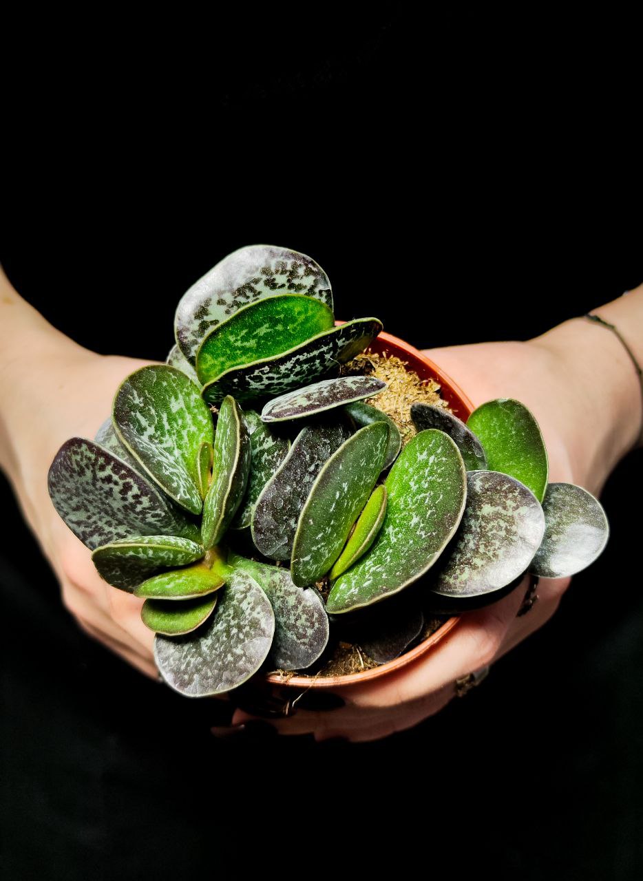 Адромискус Макулатус (Adromischus Maculatus) D8см