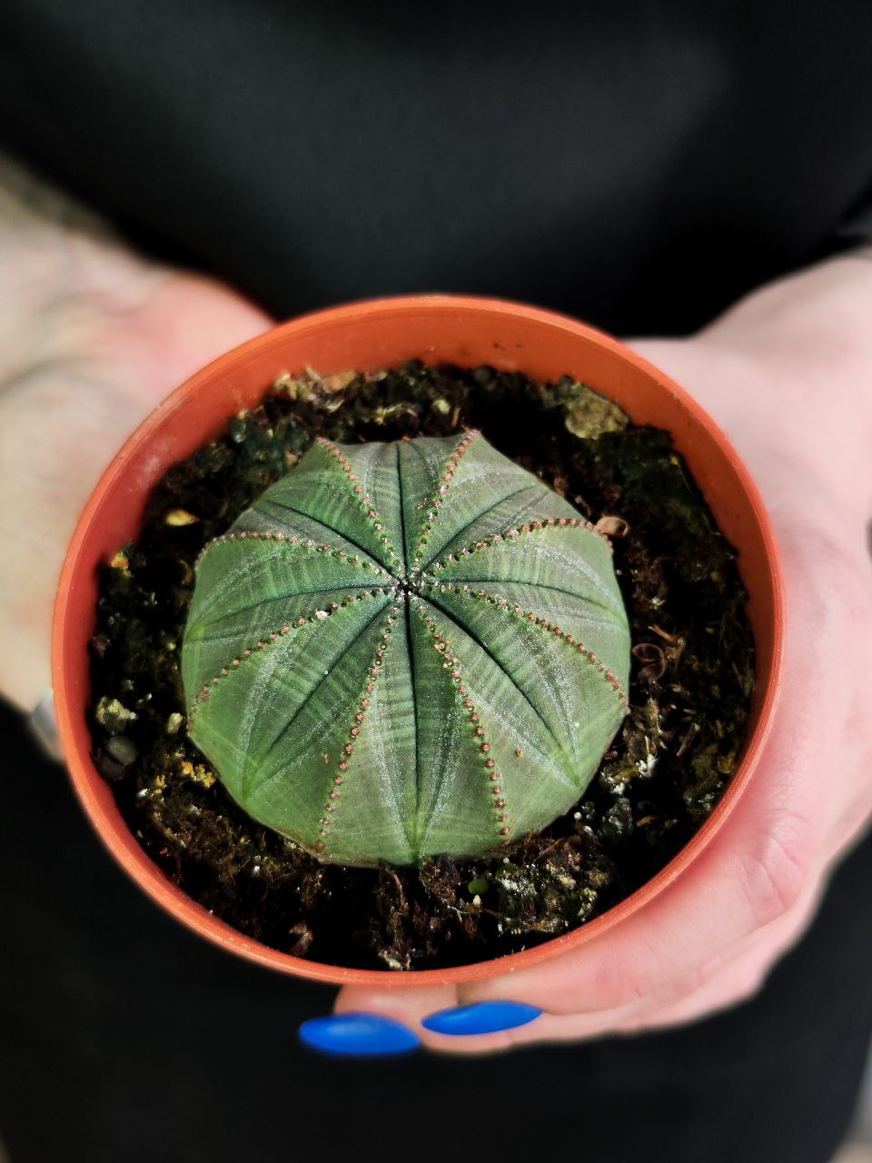 Молочай Тучный (Euphorbia Obesa) D8,5см