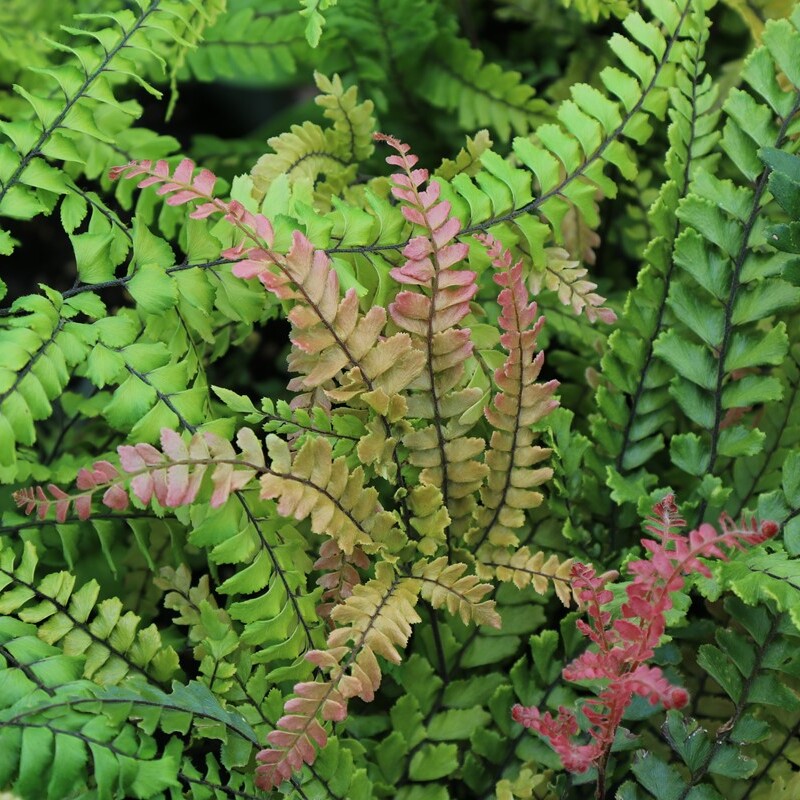 Адиантум Хиспидилум (Adiantum Hispidulum) D8,5см