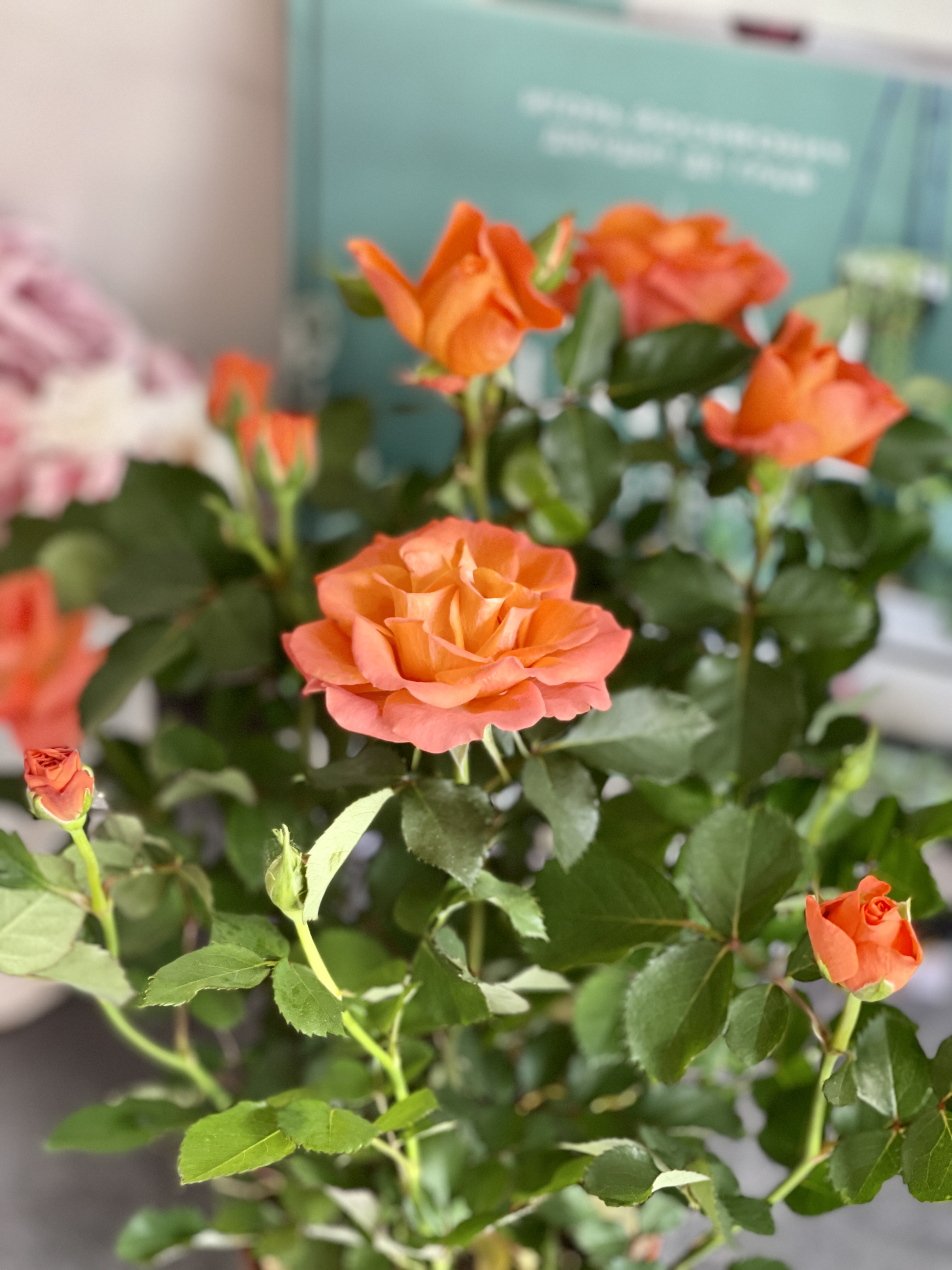 Роза оранжевая комнатная (Rose Orange) D9см