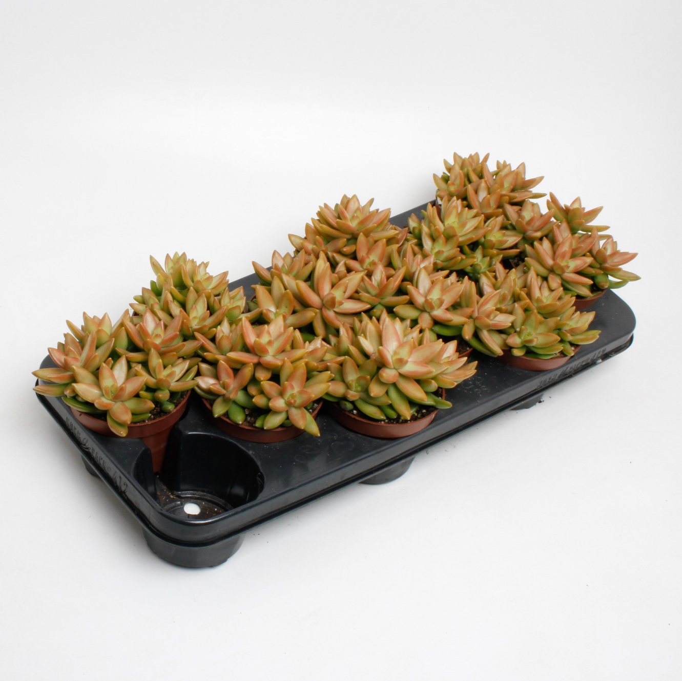 Седум Адольфа (Sedum Adolphii) D8см