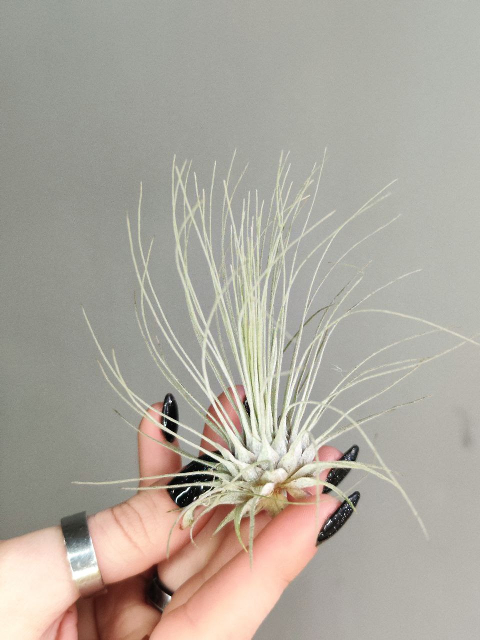 Тилландсия Серебристая (Tillandsia Argentea)