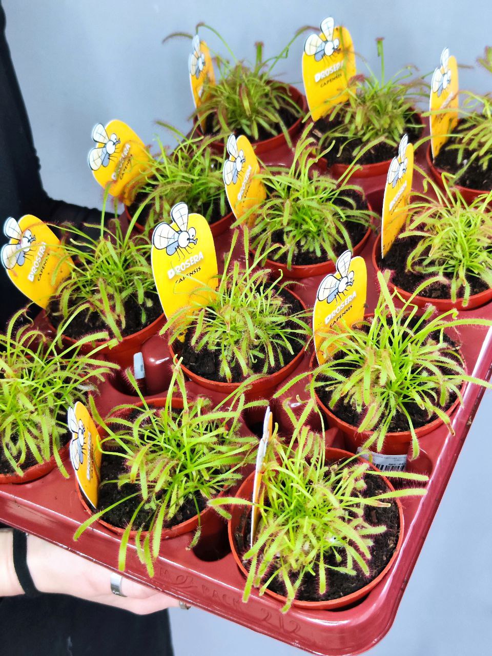 Росянка Капская (Drosera Capensis) D9см