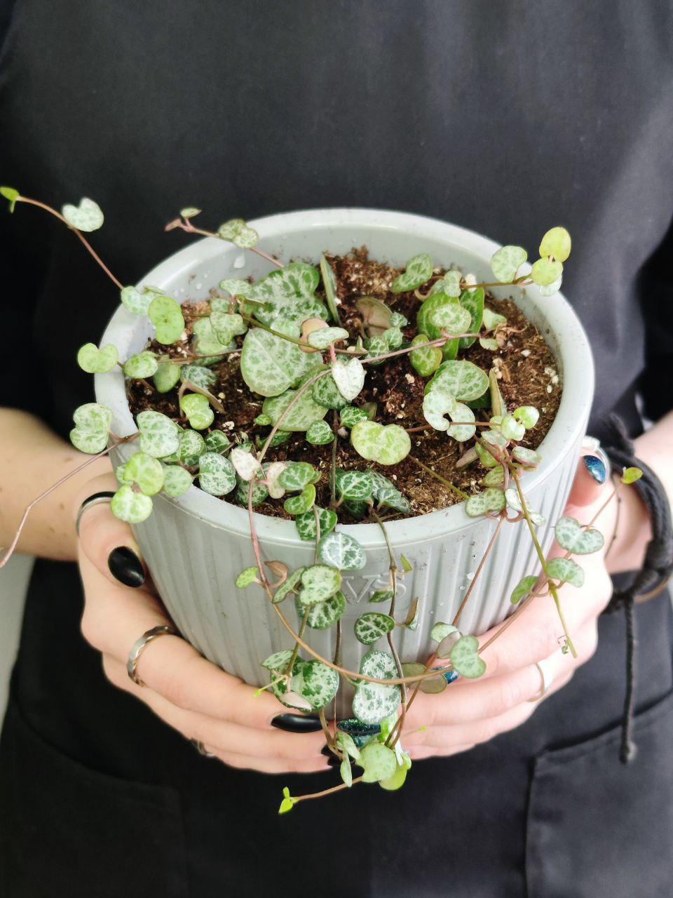 Церопегия Вуда (Ceropegia Woodii) D12см пересаженная