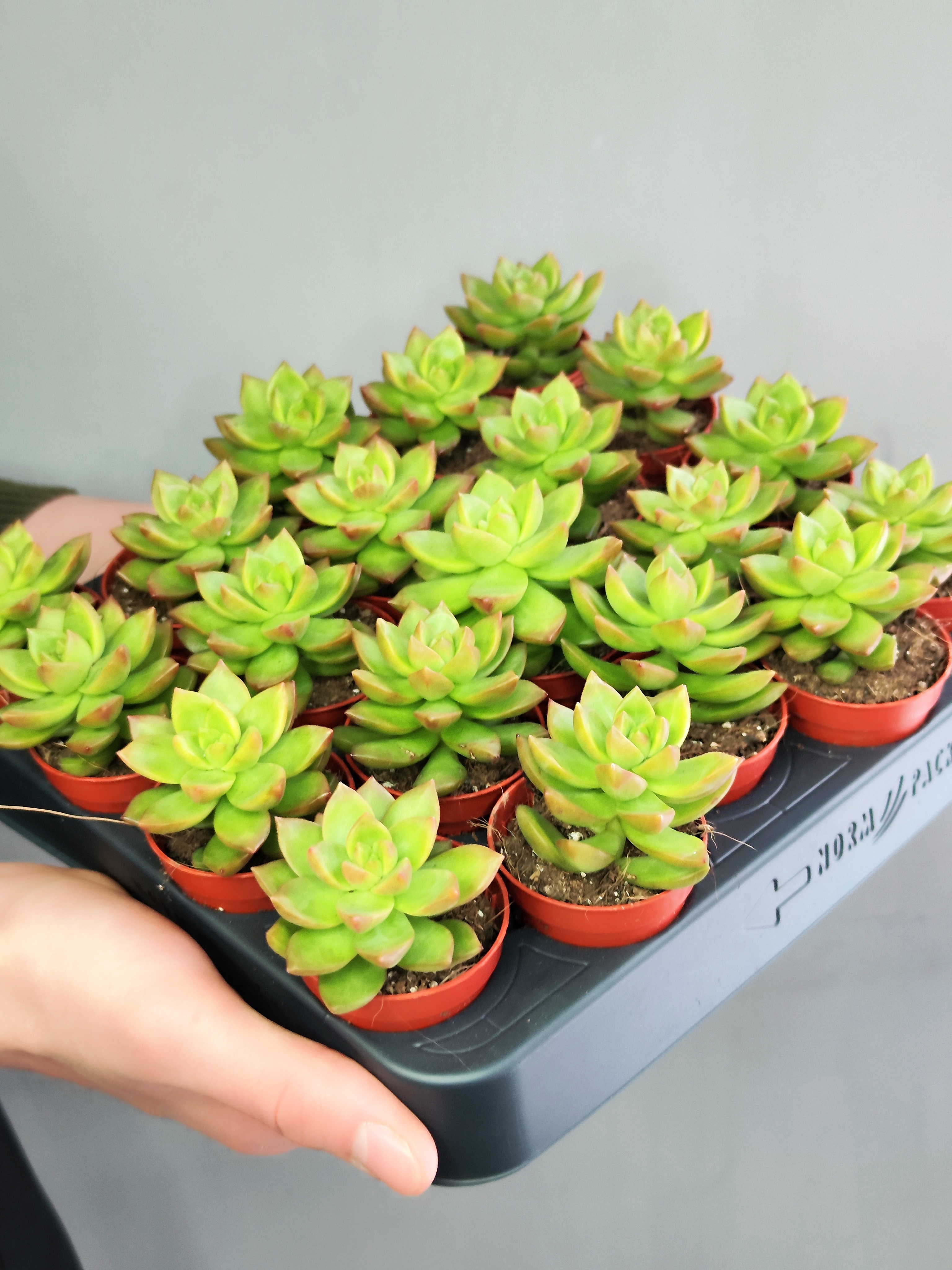 Седум Нуссбаумера Мини (Sedum Nussbaumeriana) D5см