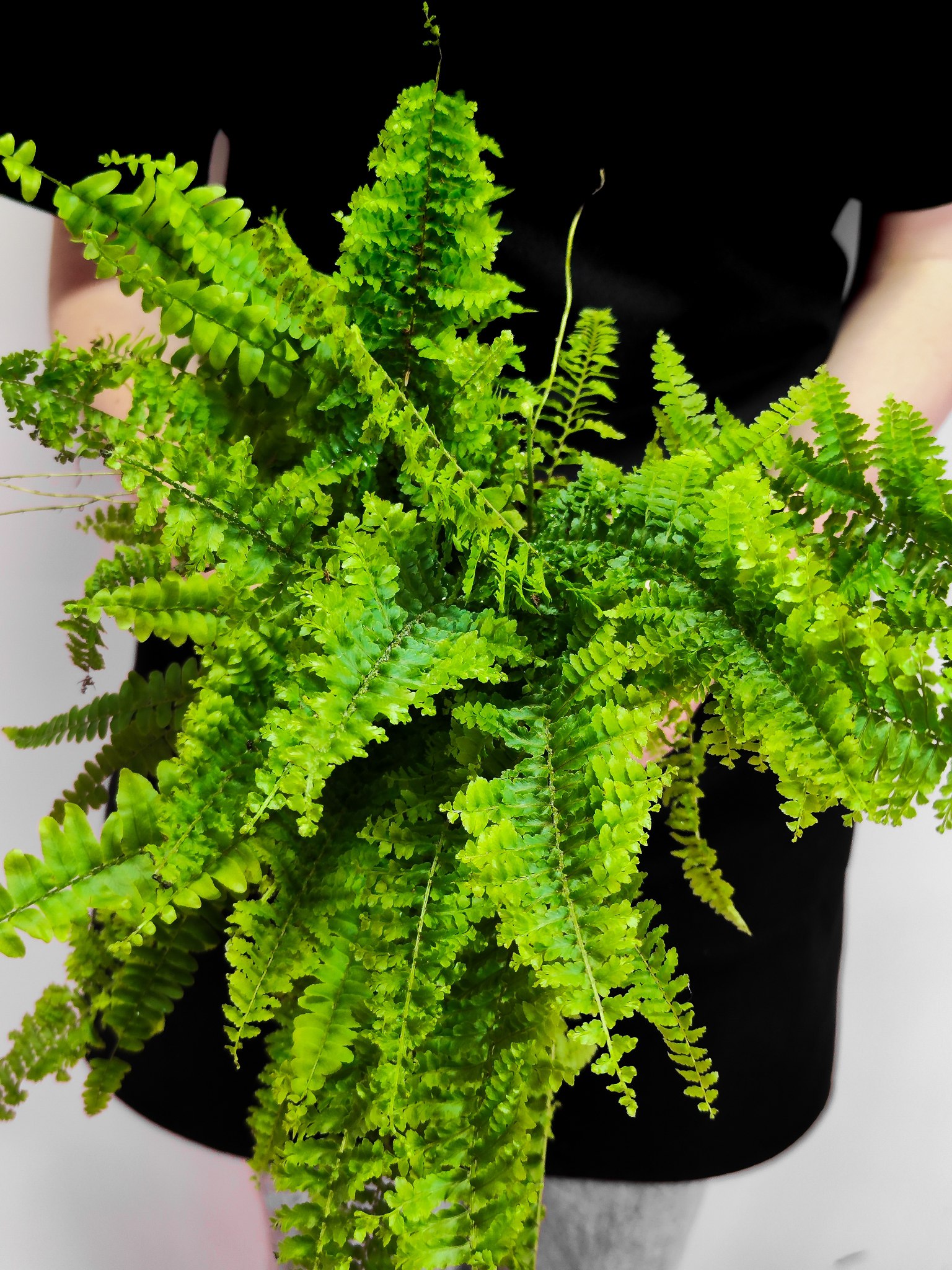 Нефролепис Витале (Nephrolepis Vitale) D12см