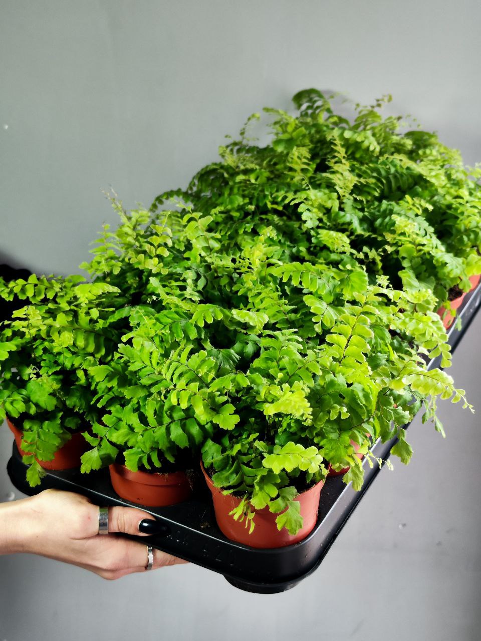 Адиантум Бронз Венус (Adiantum Bronze Venus) D8,5см