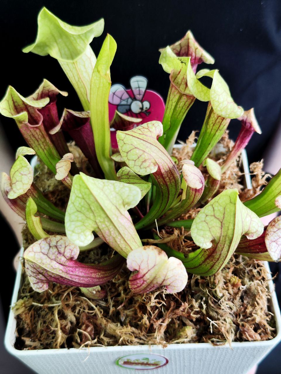 Саррацения Эва (Sarracenia Eva) пересаженная D15см