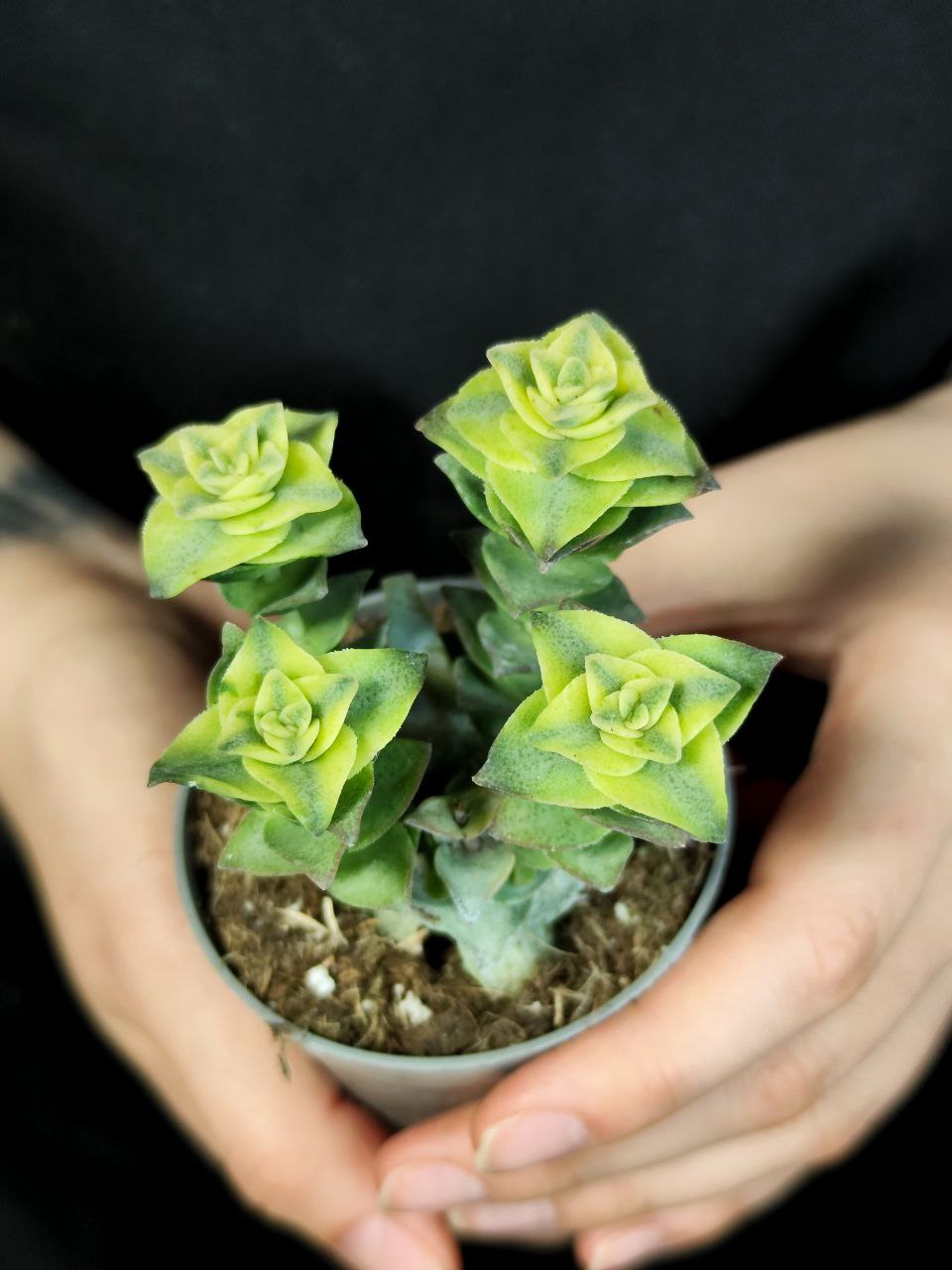 Крассула Перфората Вариегатная (Crassula Perforata Variegata) D5см