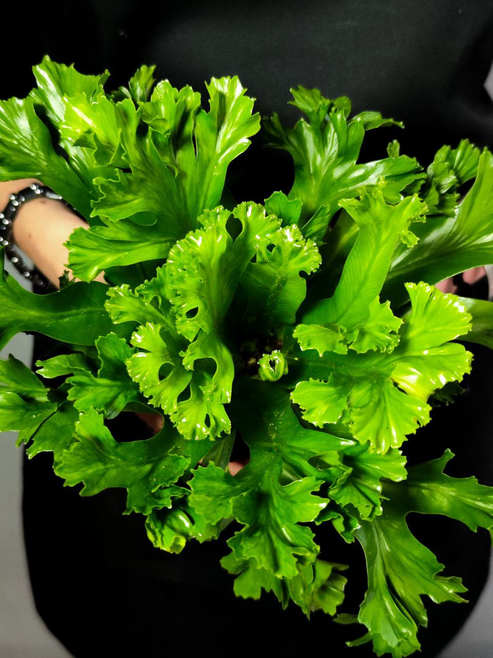 Папоротник Асплениум Лесли (Asplenium Antiquum Leslie) D11см
