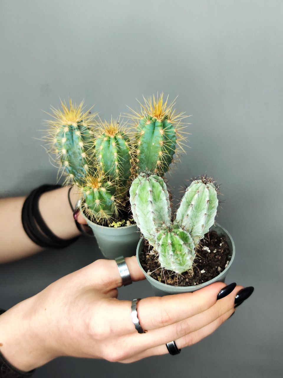 Кактус удлиненный (Cactus mix) D5см