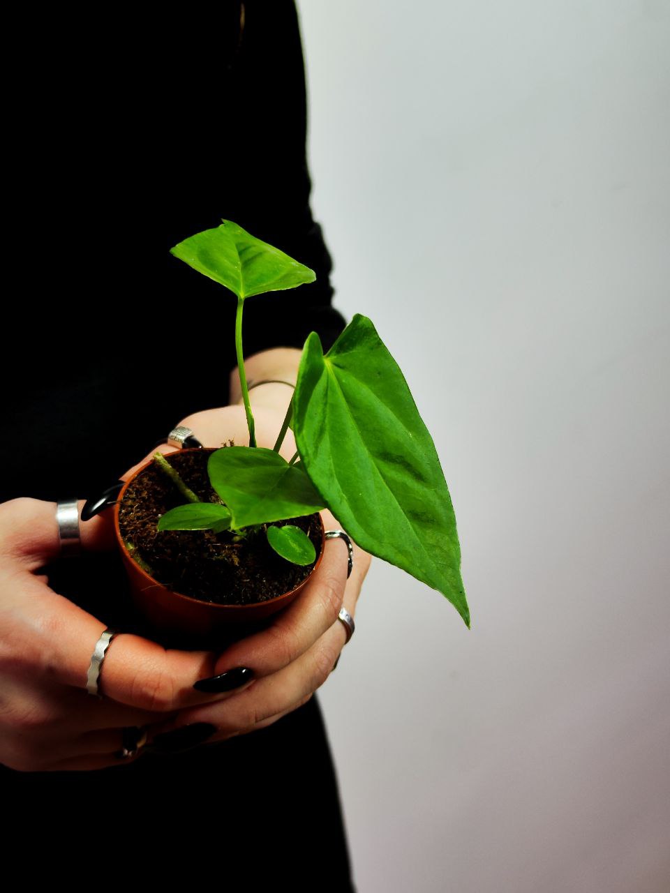 Антуриум Балаоанум (Anthurium Balaoanum) D6см