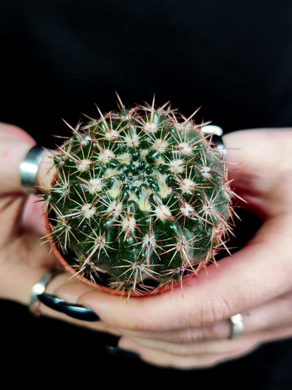 Кактус Округлый (Cactus Mix) D5см