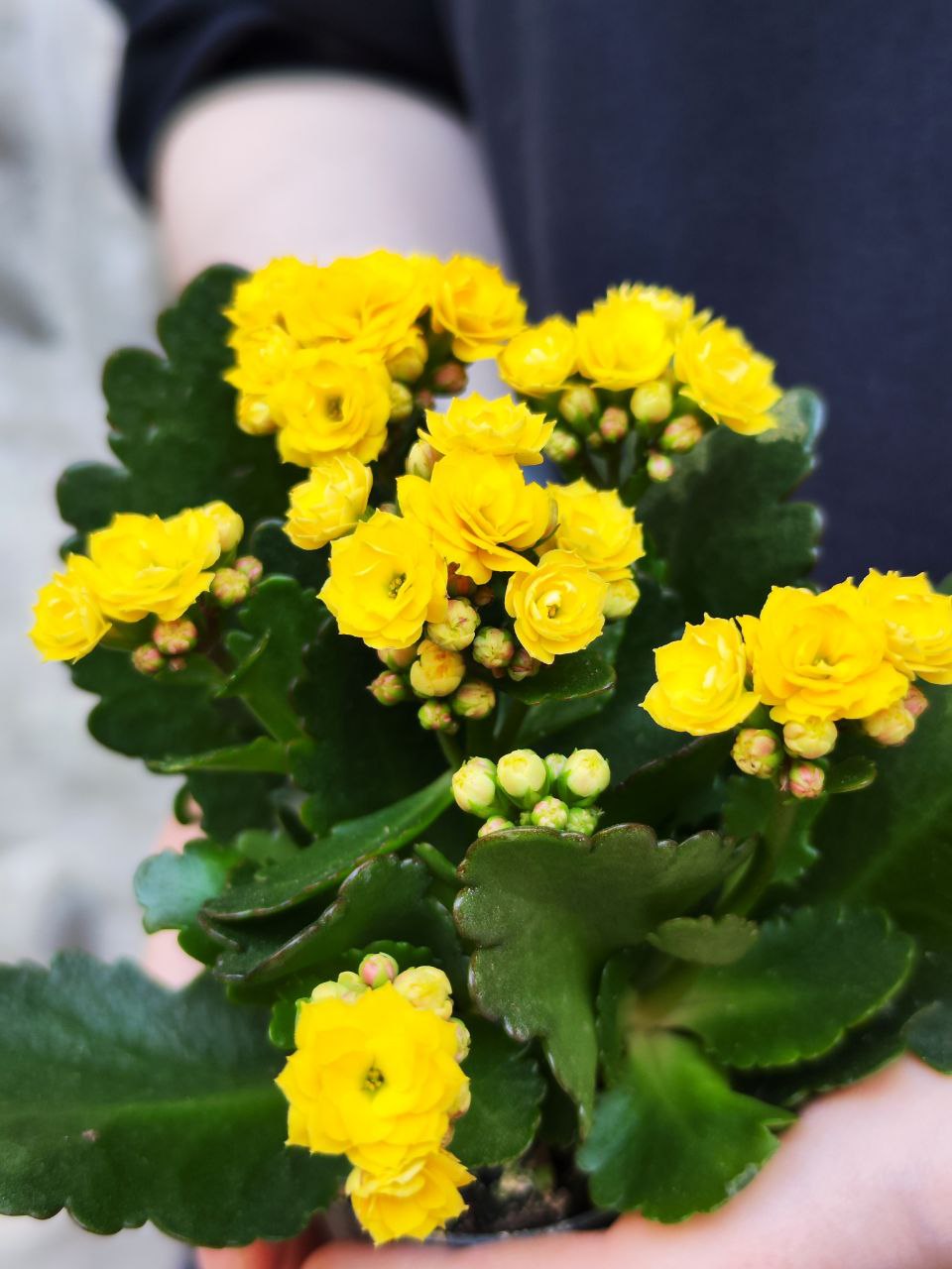 Каланхоэ Розалина Желтая (Kalanchoe Rosalina Yellow) D6см