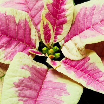 Пуансеттия Вариегатная Пинк (Poinsettia Pink Variegated) D6см