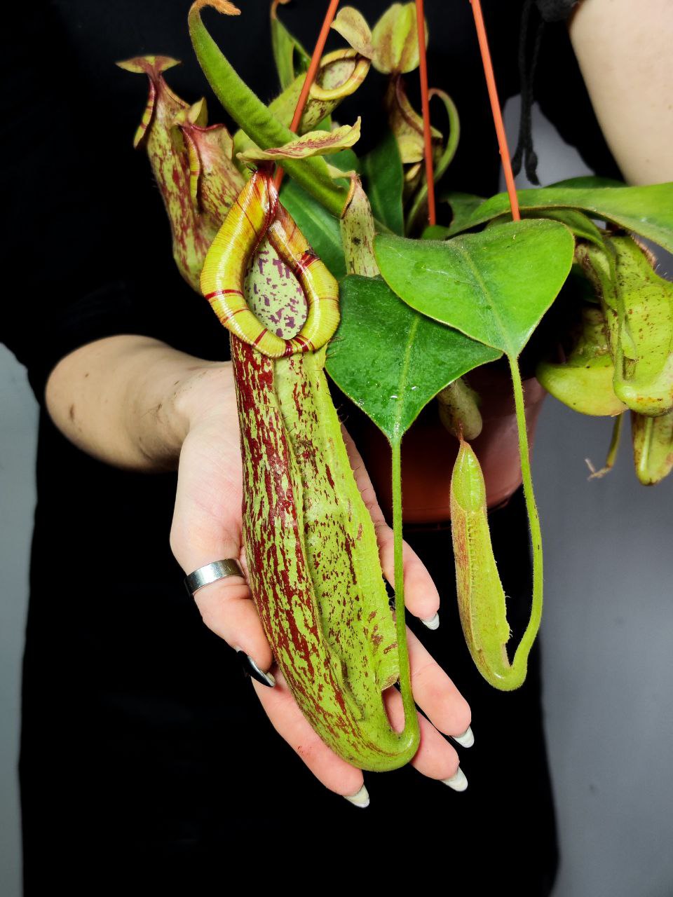 Непентес Мохито (Nepenthes Mojito) D14см