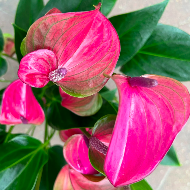 Антуриум Карма Пурпл (Anthurium Karma Purple) D12см