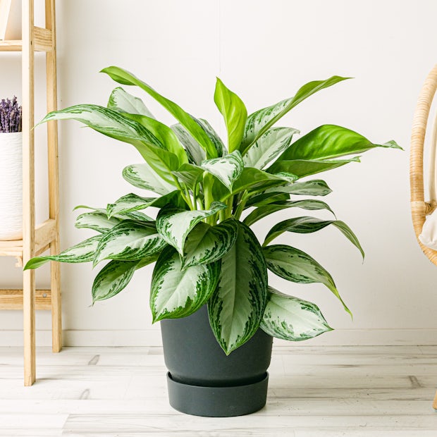 Аглаонема Сильвер Бей (Aglaonema Silver Bay) D12см
