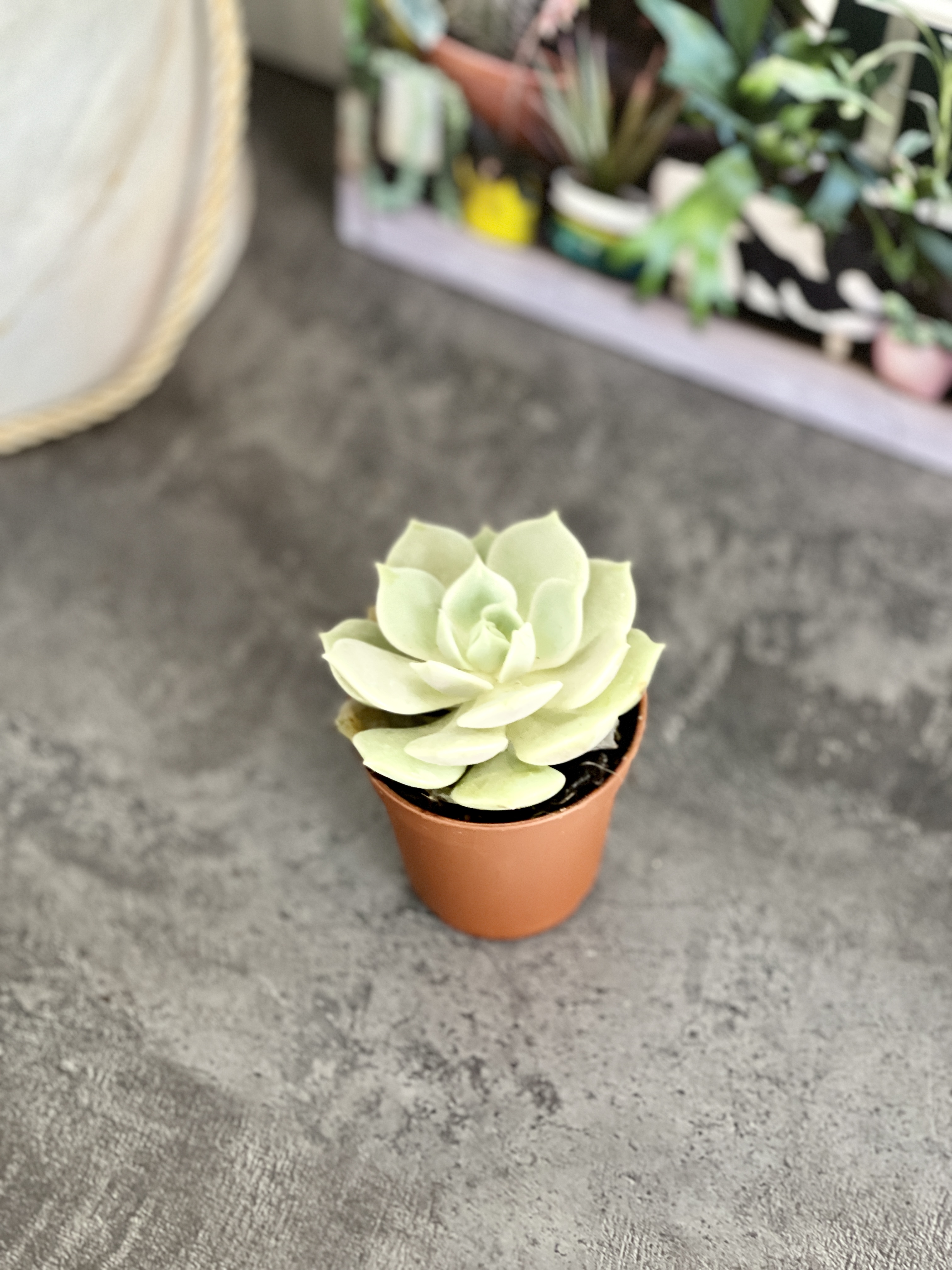 Эхеверия Лола (Echeveria Lola) D5см