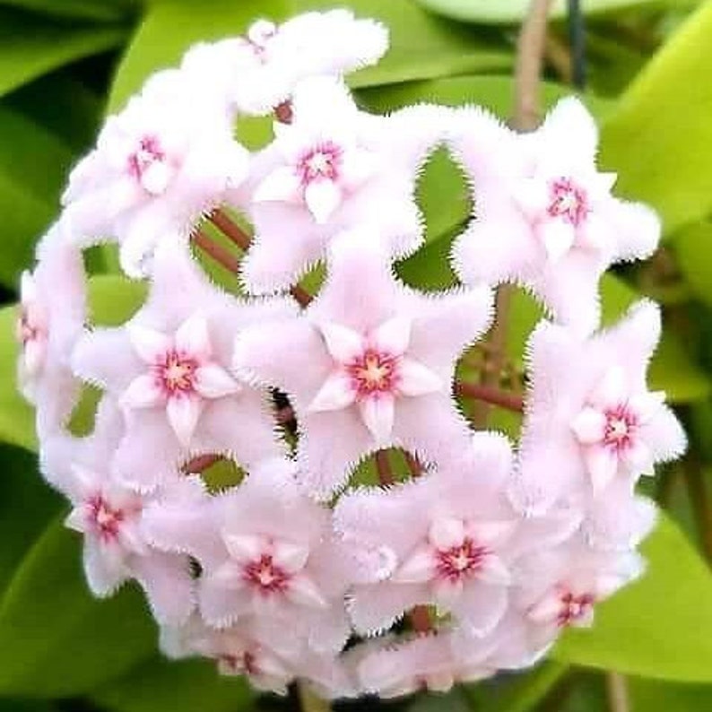 Хойя Чук (Hoya Chouke) D6см