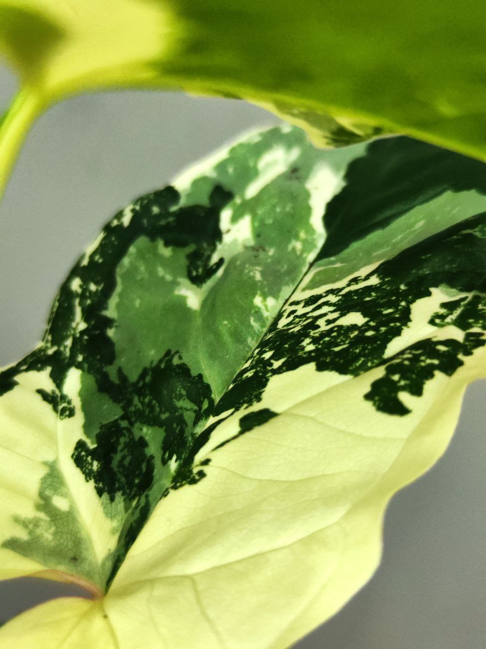 Сингониум Альба Вариегатная (Syngonium Varigata Albo) D12см