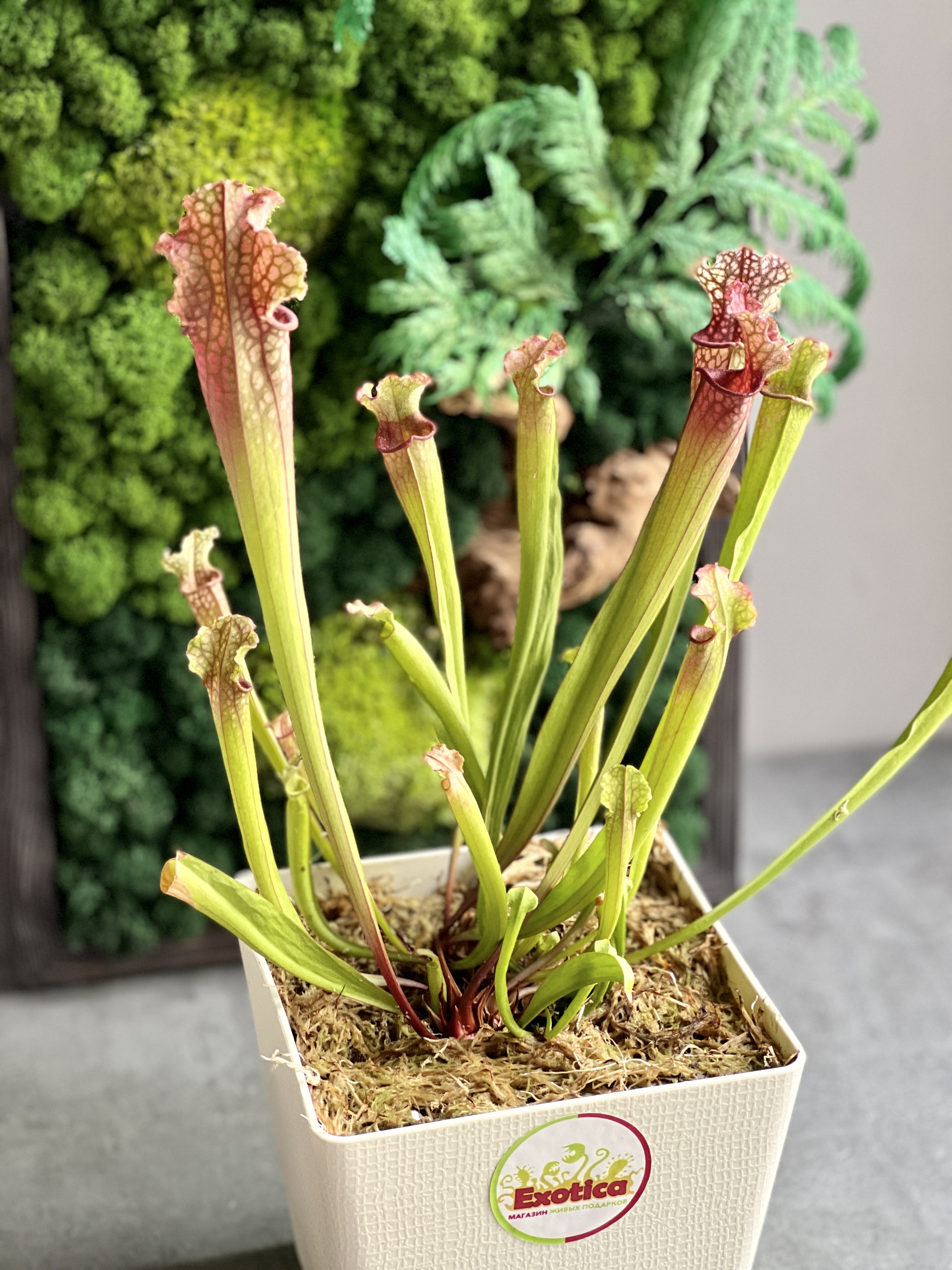 Саррацения Стивенси  (Sarracenia Stevensii) пересаженная D15см