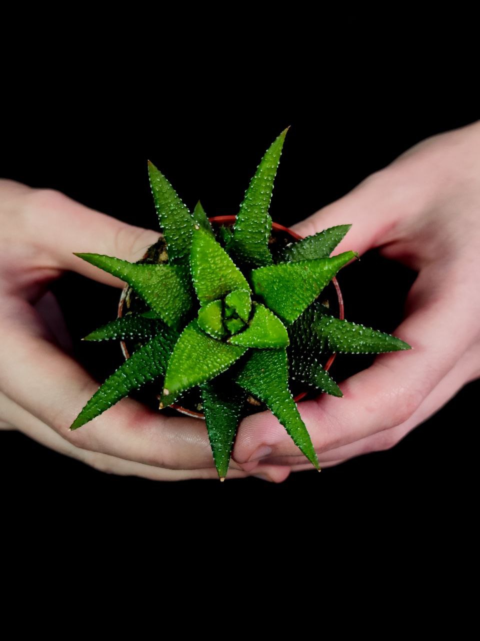 Хавортия Энон  (Haworthia Enon) D5см