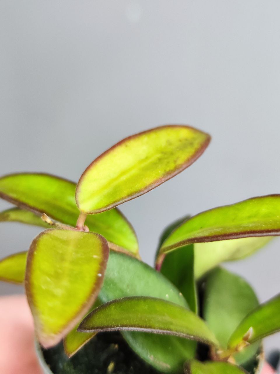 Хойя Росита (Hoya Rosita) D6см