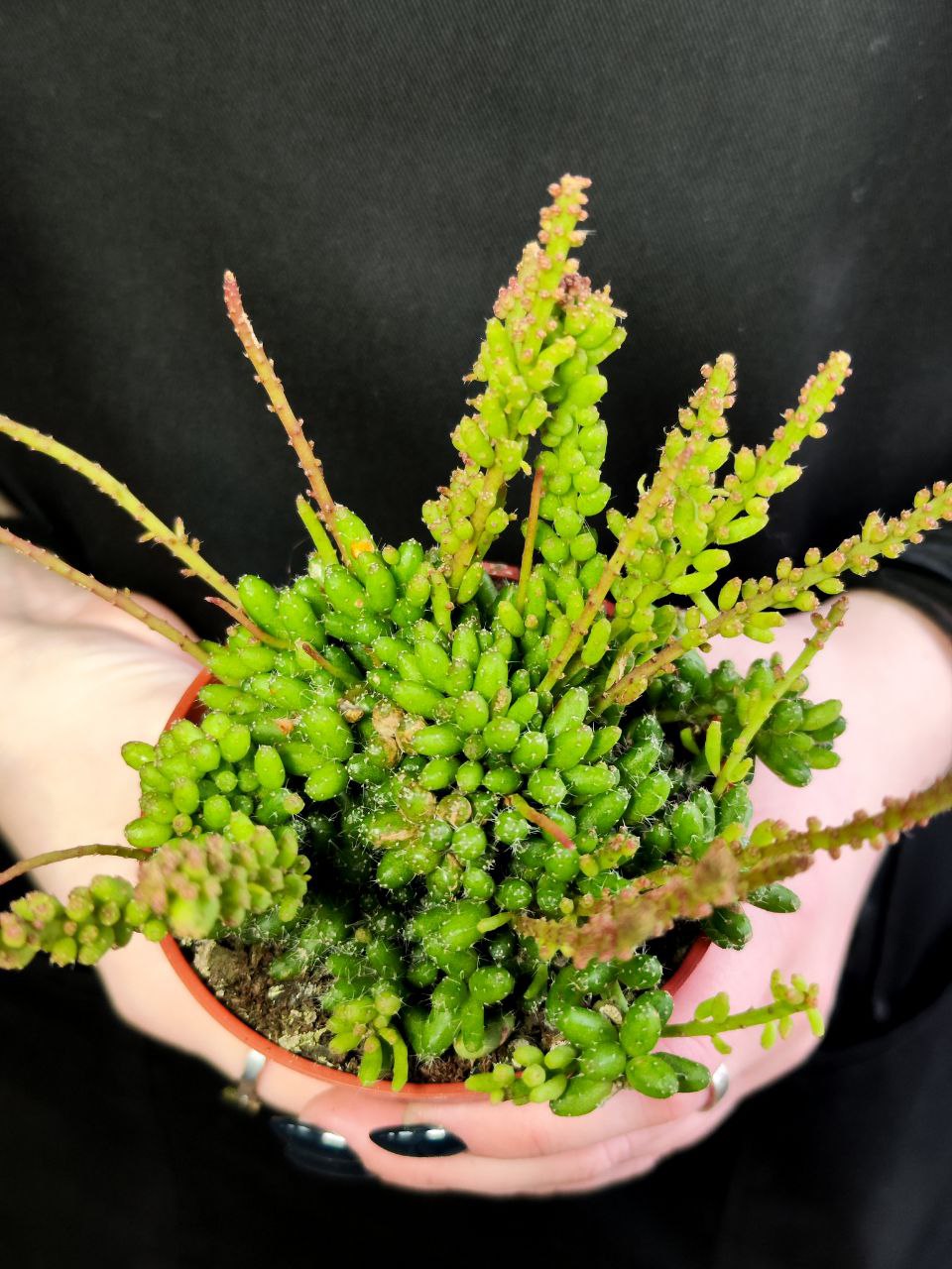 Рипсалис Мезембриантемовый (Rhipsalis Mesembryanthemoides) D8,5см