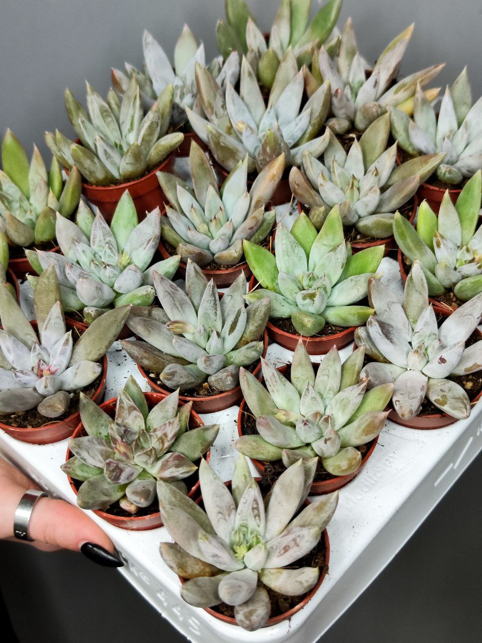 Эхеверия Толиманенсис (Echeveria Tolimanensis) D5см