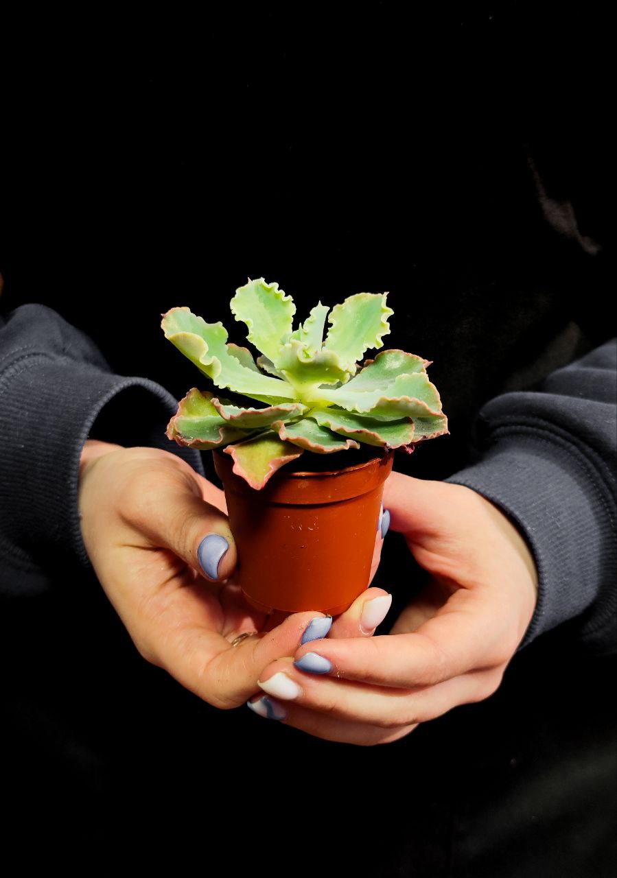 Эхеверия Шавиана Пинк Фриллс (Echeveria Shav.Pink Frills) D5см