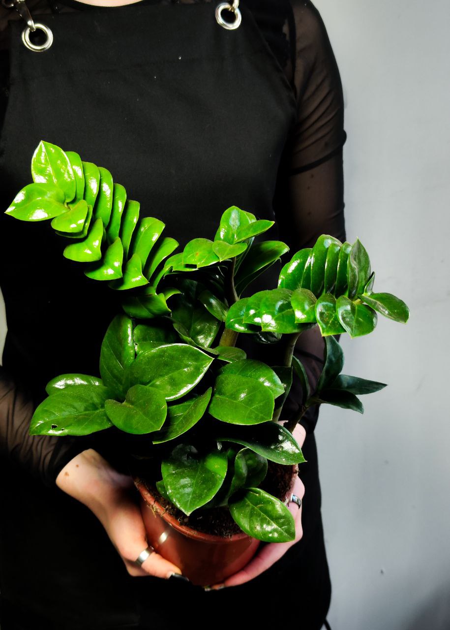 Замиокулькас Зензи (Zamioculcas Zenzi) D14см