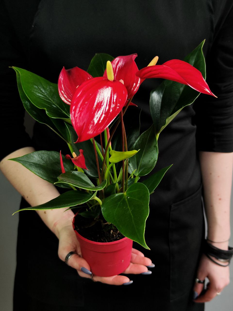 Антуриум Лилли Ред (Anthurium Lilli Red) D9см