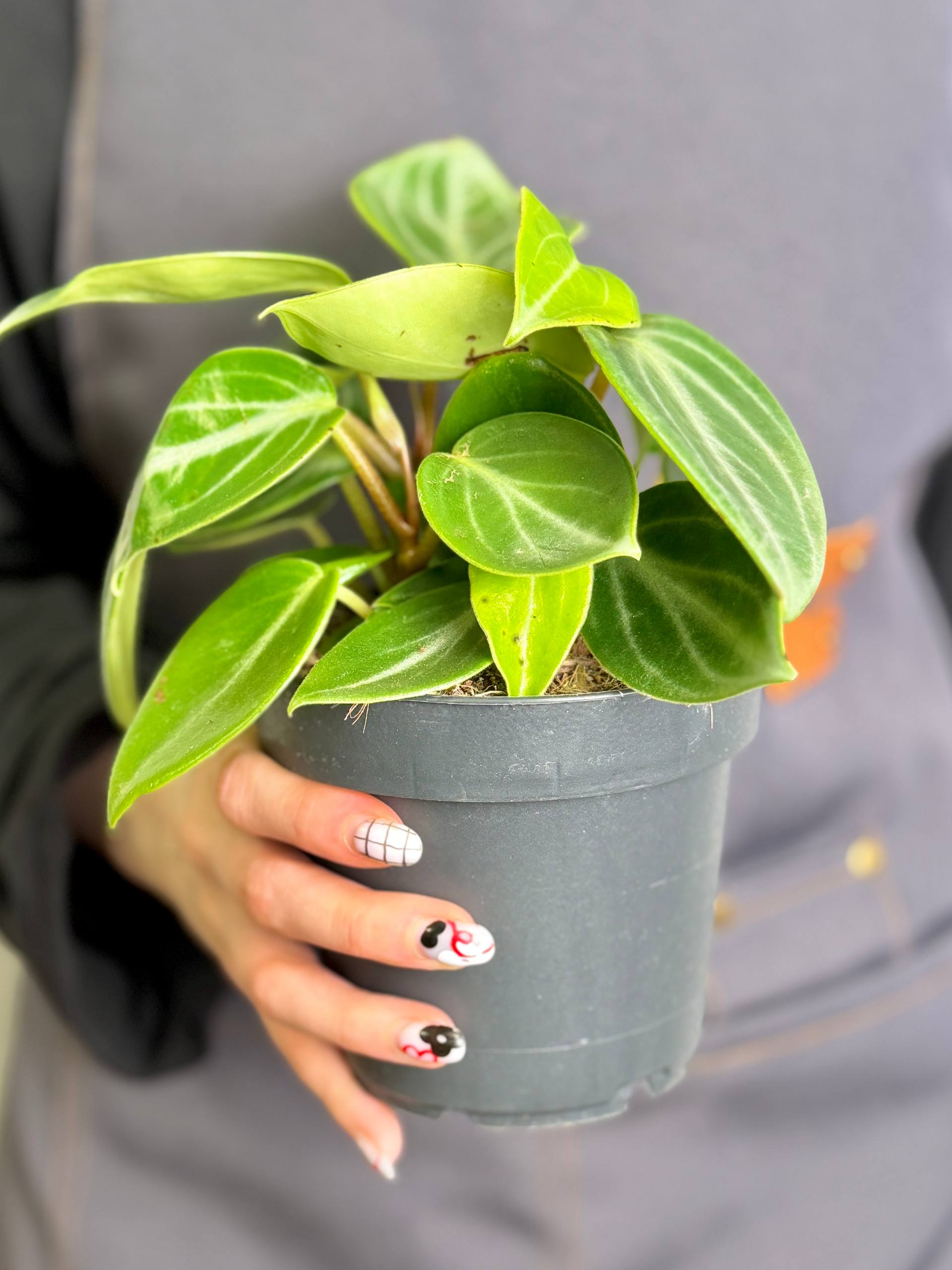Пеперомия Саркофилла (Peperomia Sarcophylla) D12см