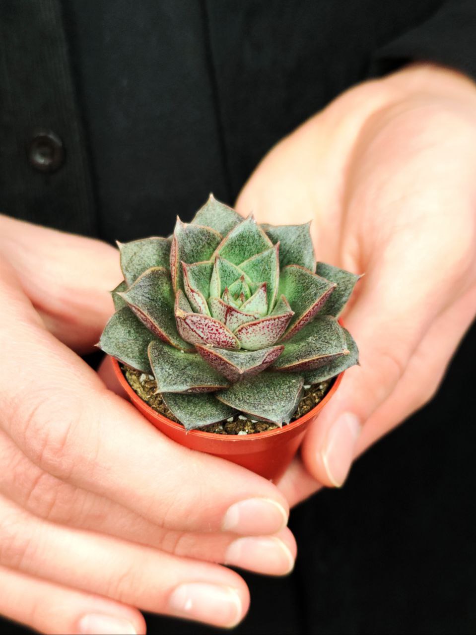 Эхеверия Пурпузорум (Echeveria Purpusorum) D5см